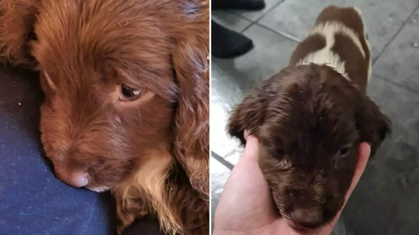 Family Issue Warning After £400 Gumtree Puppy Dies