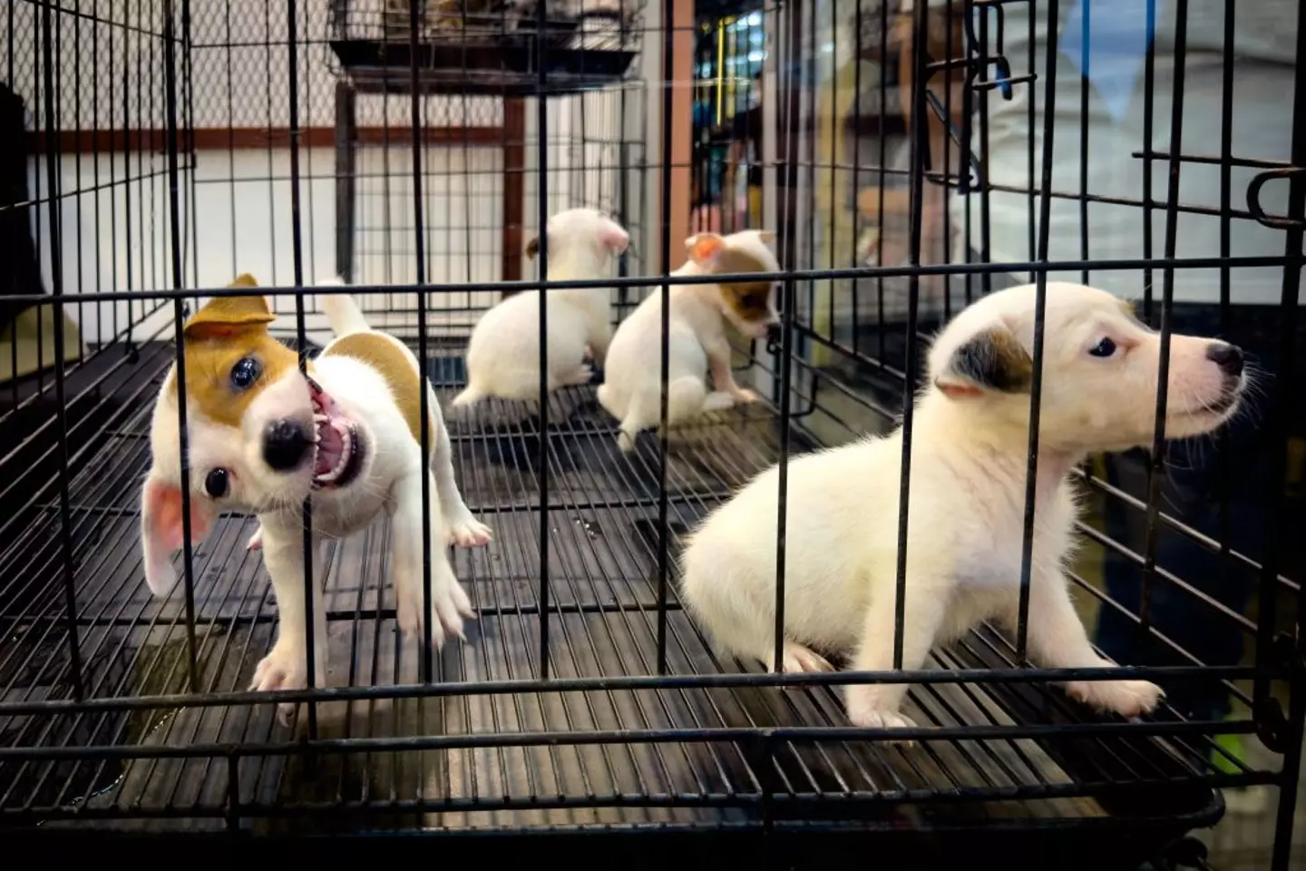 Other regulations include keeping dogs in 'safe, enclosed areas' away from the public (UCG / Contributor/ Getty Stock)