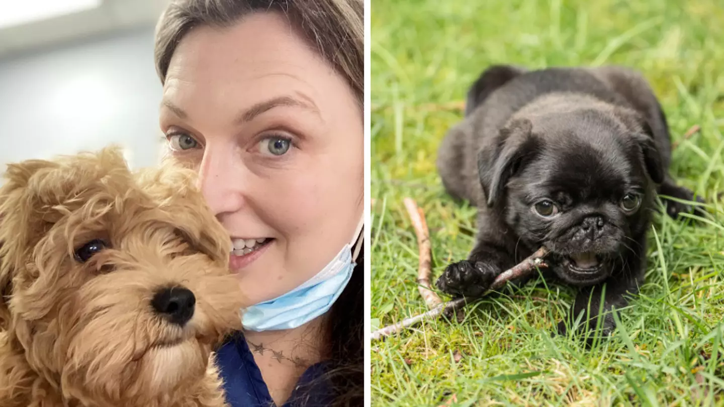 Vet Divides Opinion After Explaining Why You Should Never Throw Your Dog A Stick