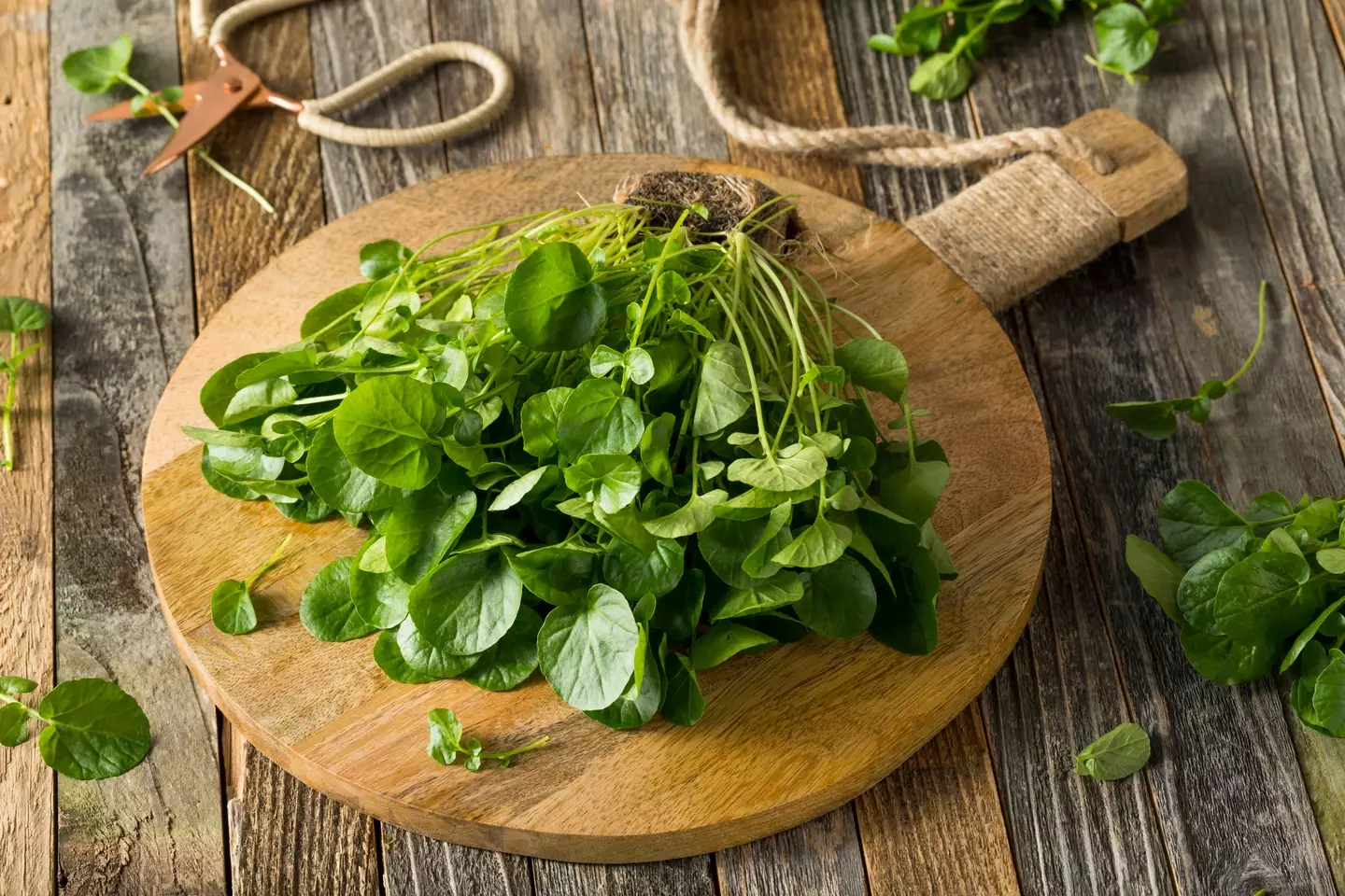 Watercress is one of the most nutrient-dense veggies (Getty Stock Image)
