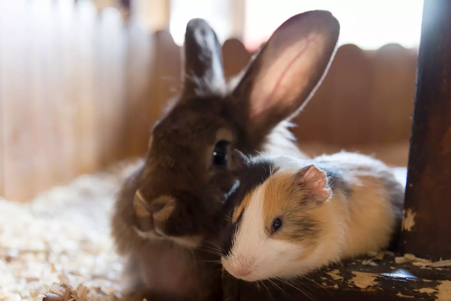 Rodents may 'freeze' when anxious during Bonfire Night (Osobystist / Getty Images)