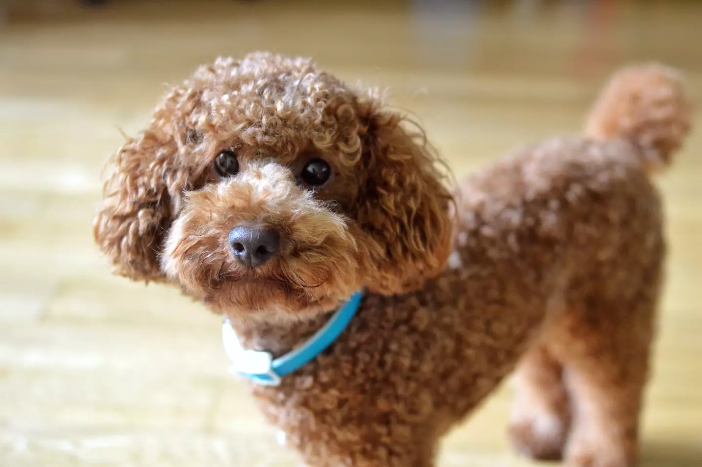 The vet claimed they'd 'never' own a poodle. (Getty/Irwina Marwan)