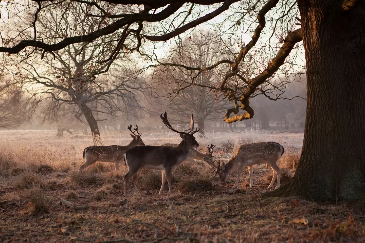 Deers are common at the plush Richmond Park (