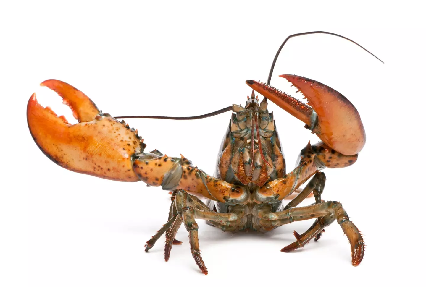 Lobsters will now be recognised as sentient beings in an upcoming bill (