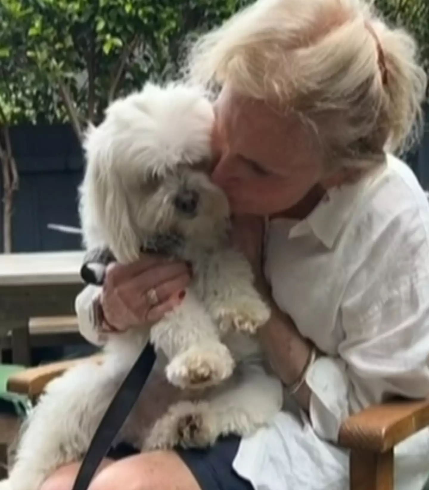 Judy was walking her five-year-old Maltese Shih Tzu, Clarrie.