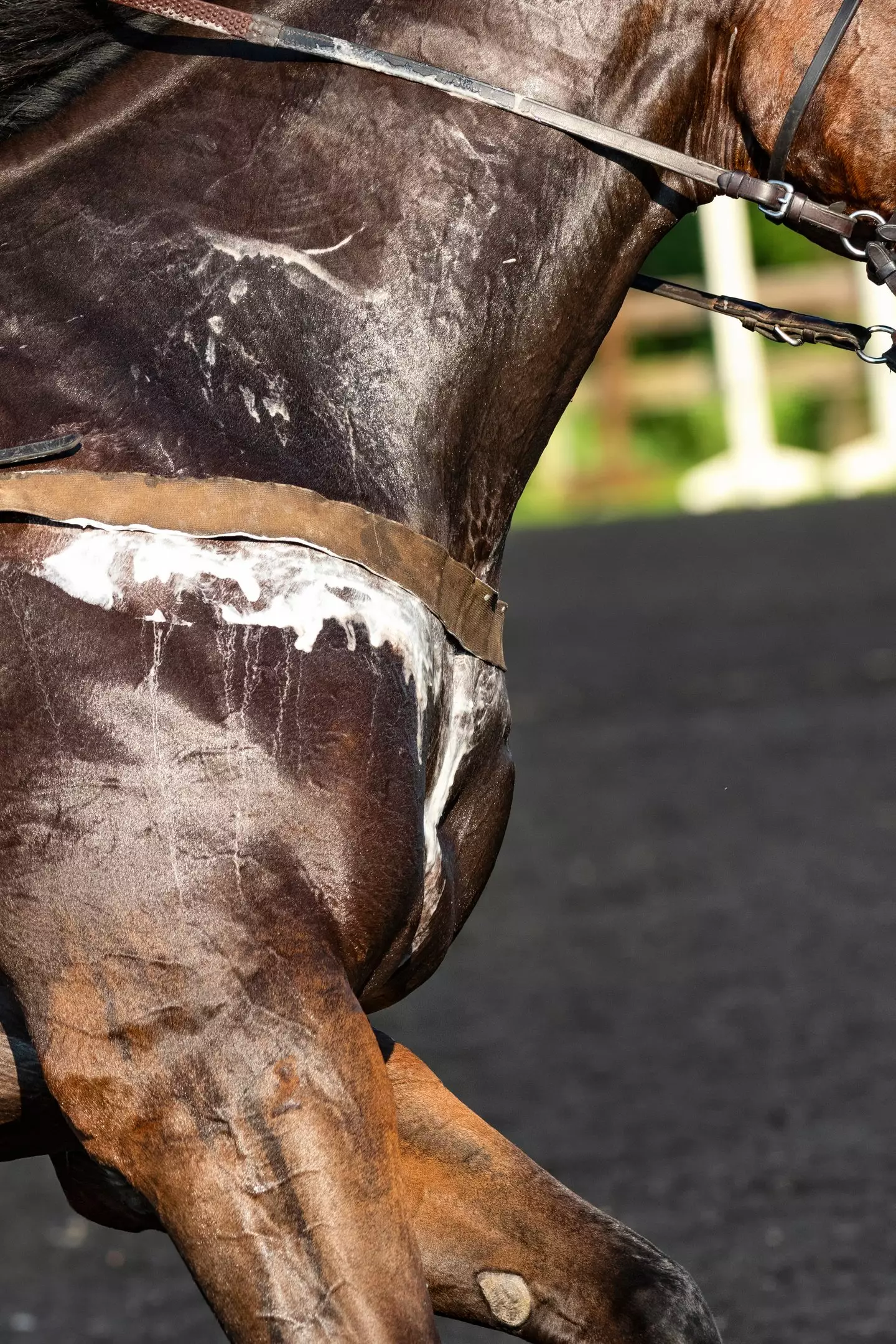 People have been horrified to discover that horses have foamy sweat (Getty Stock)