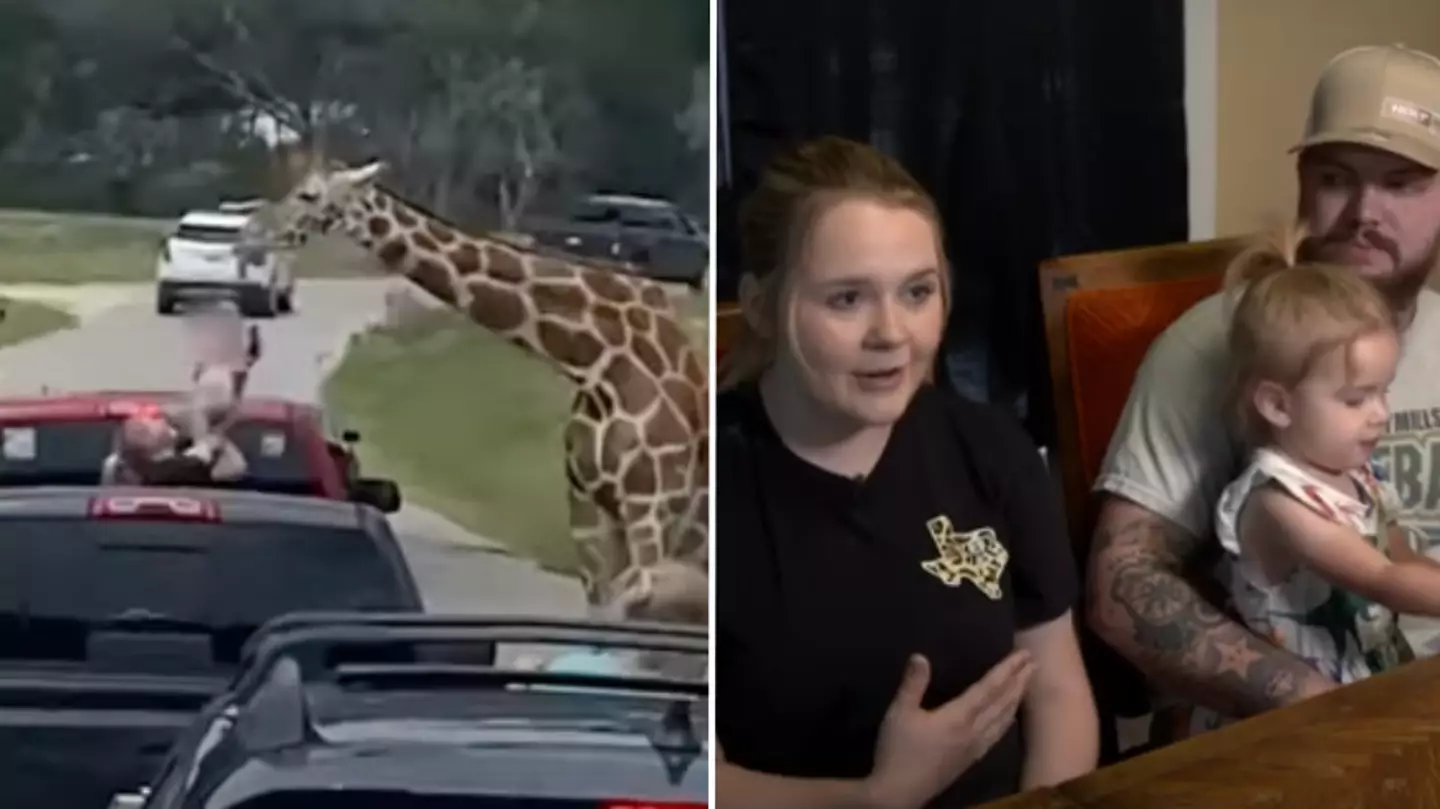 Terrifying moment giraffe pulls 2-year-old toddler out of car at safari park