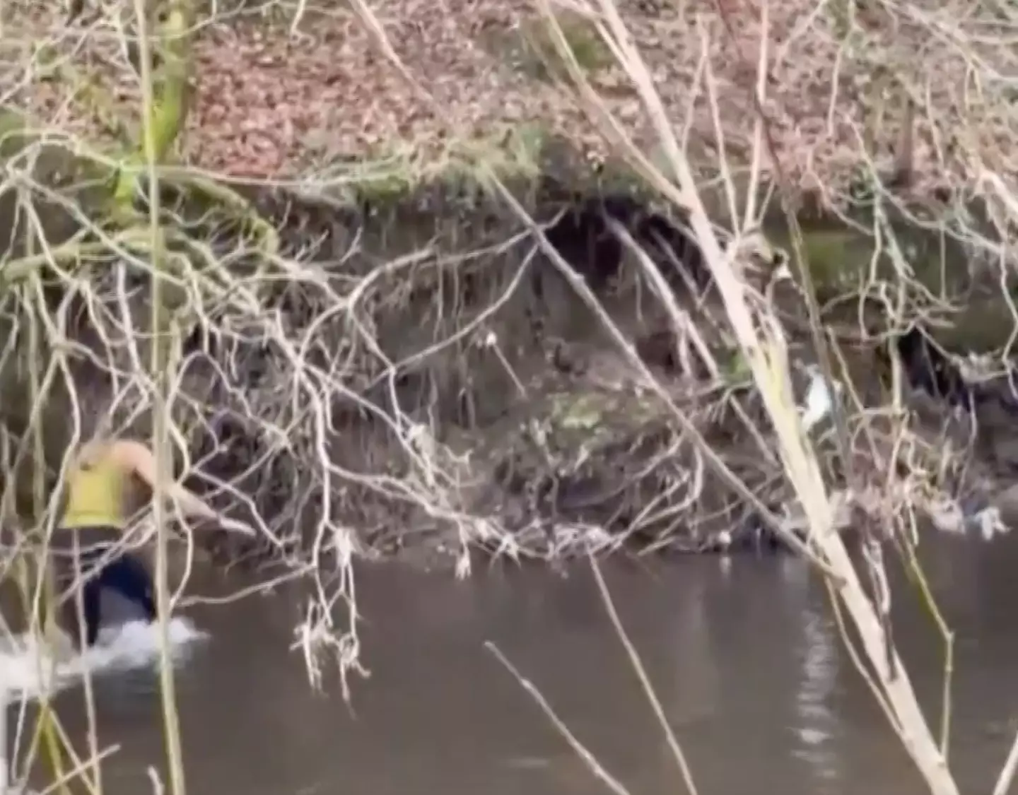 Alifiya waded into the river to rescue her.