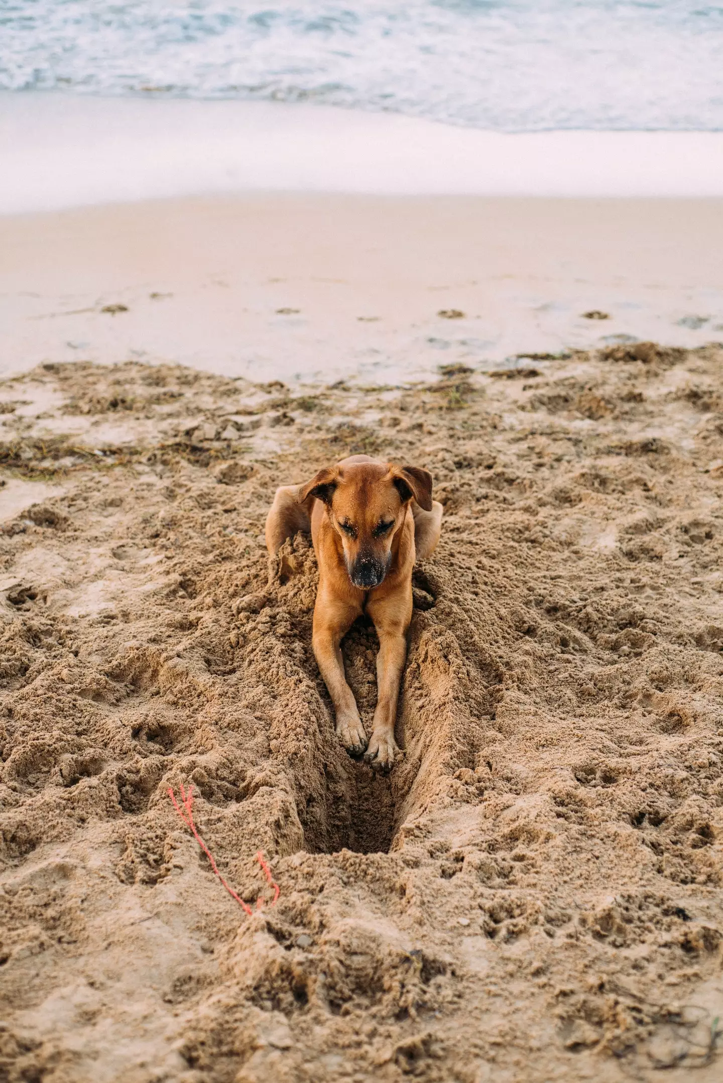 Dog owners have been advised to keep their pets on a lead (