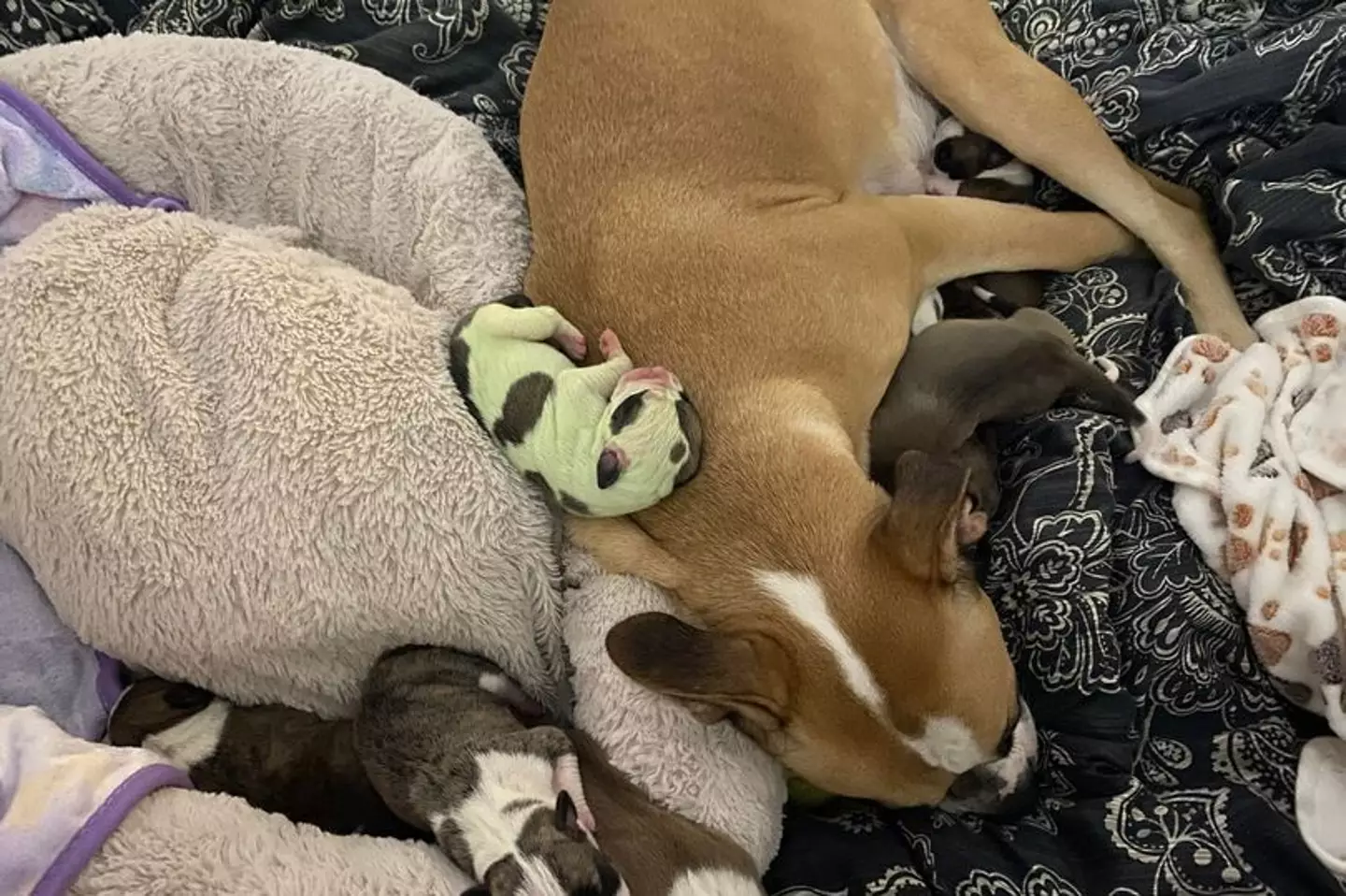 A bulldog has given birth to a green puppy (