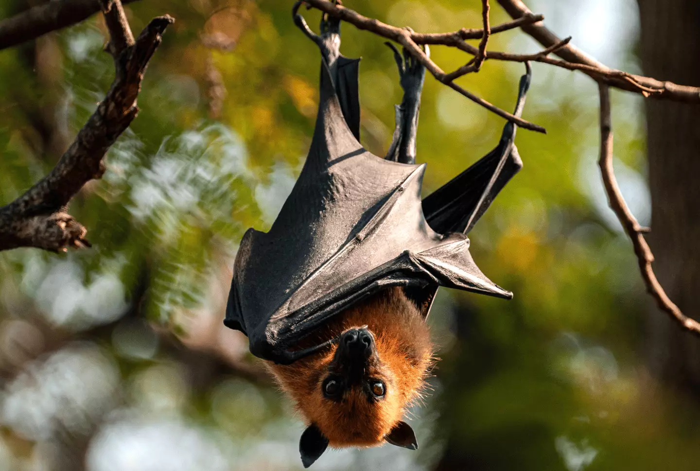 The UK Health Security Agency has shared guidance on the Nipah virus followed two confirmed cases in West Bengal (Arnun Chonmahatrakool/Thai News Pix/LightRocket via Getty Images)