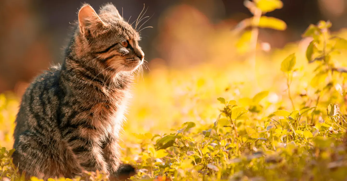 Cats can be particularly vulnerable to sun damage. (