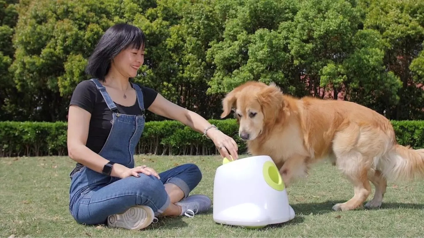 Dog owners say 'brilliant' Amazon gadget keeps pets 'entertained for hours on end'