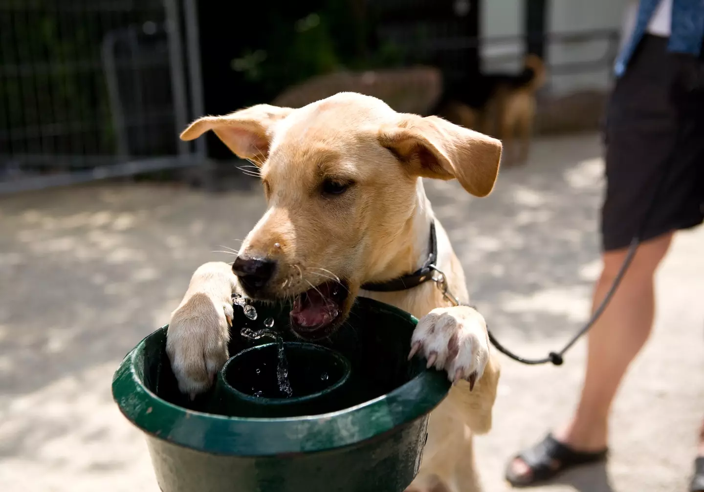 Make sure your dog has access to water. (Getty Stock Image)