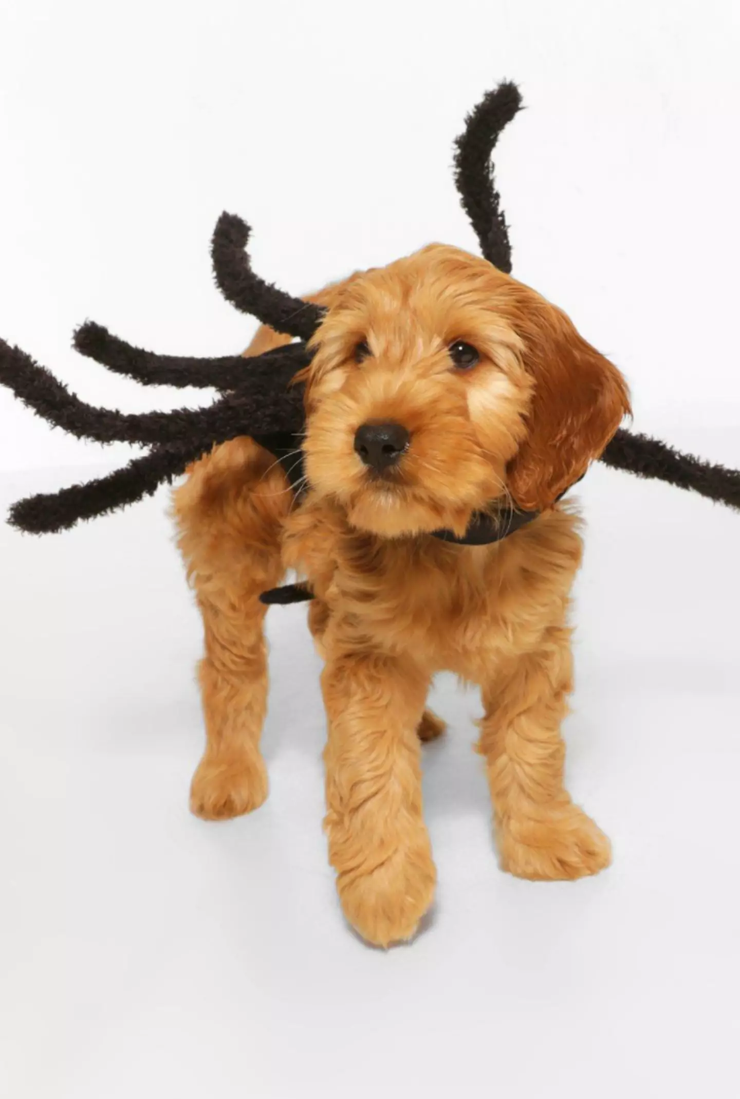 It's a spider-dog (