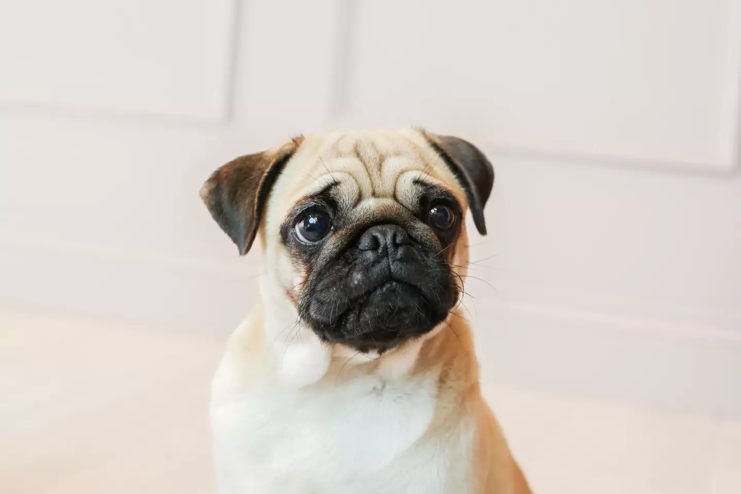 Pugs are more prone to skin and eye health issues.