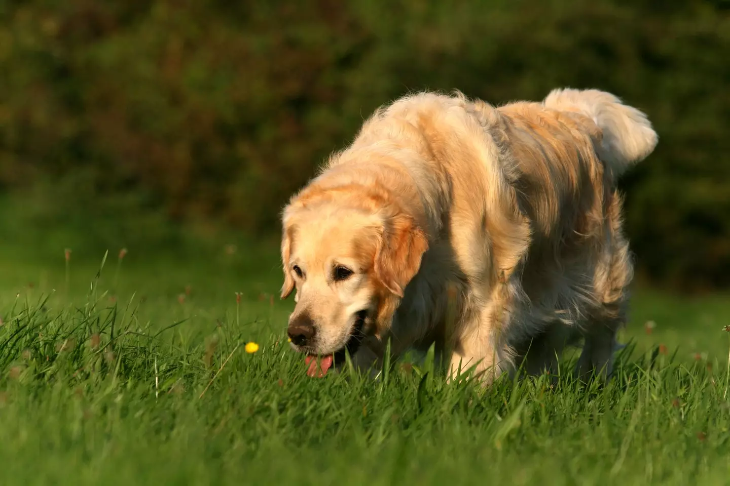 You can spend the day with golden retrievers.