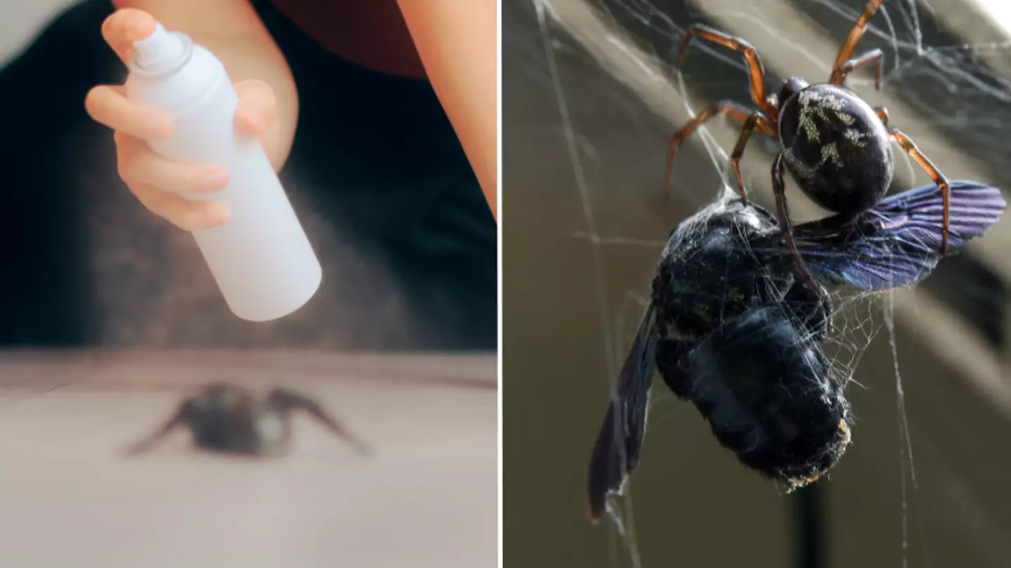 How to tell which spiders are false widows and how to get rid of them