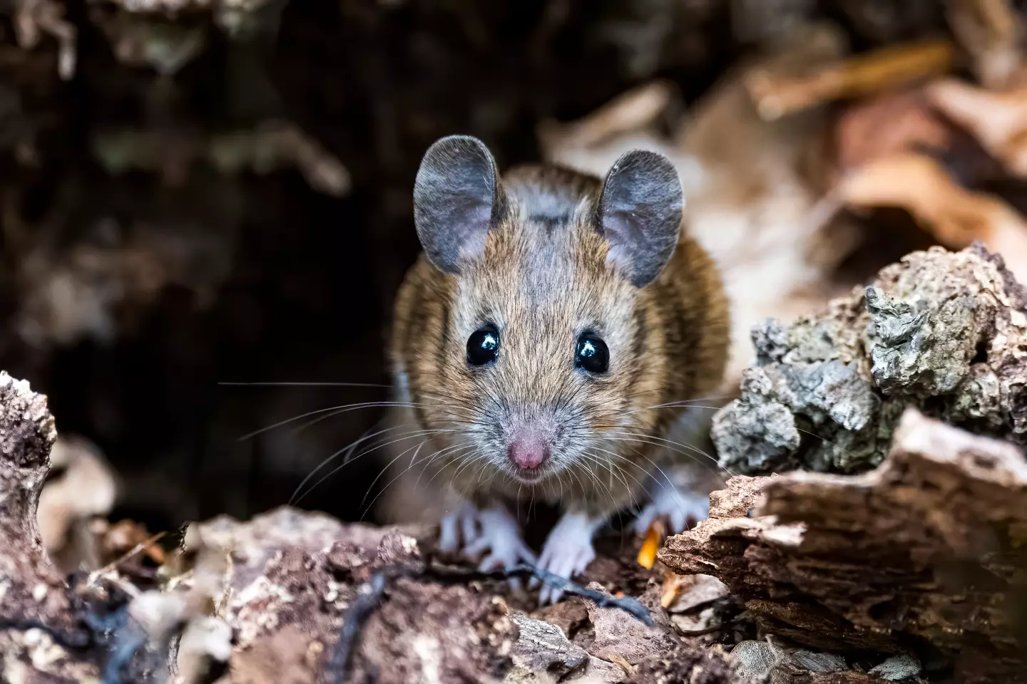 Having mice as pets might break your heart.