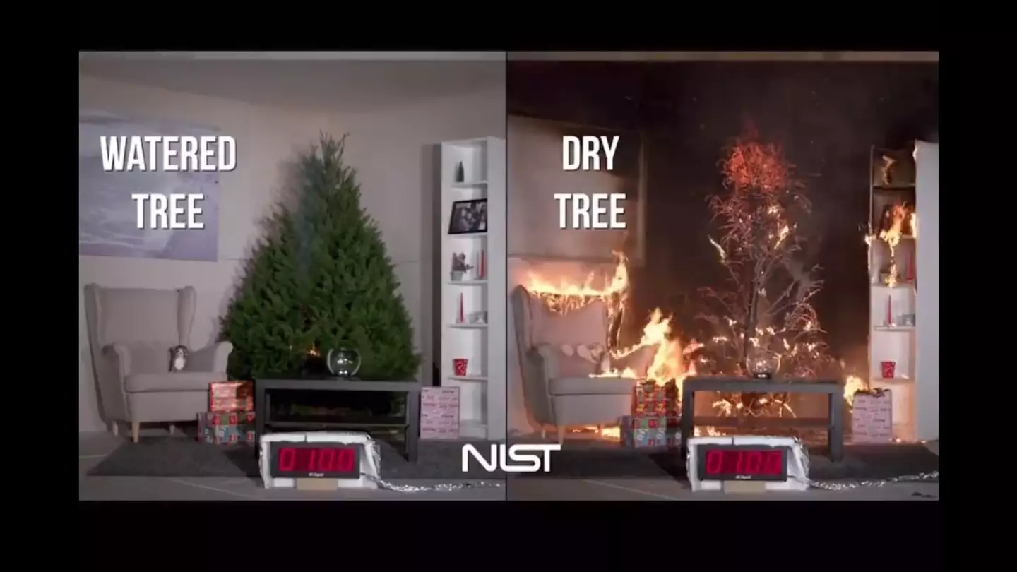 The video shows what can happen if you do not water your real Christmas tree.