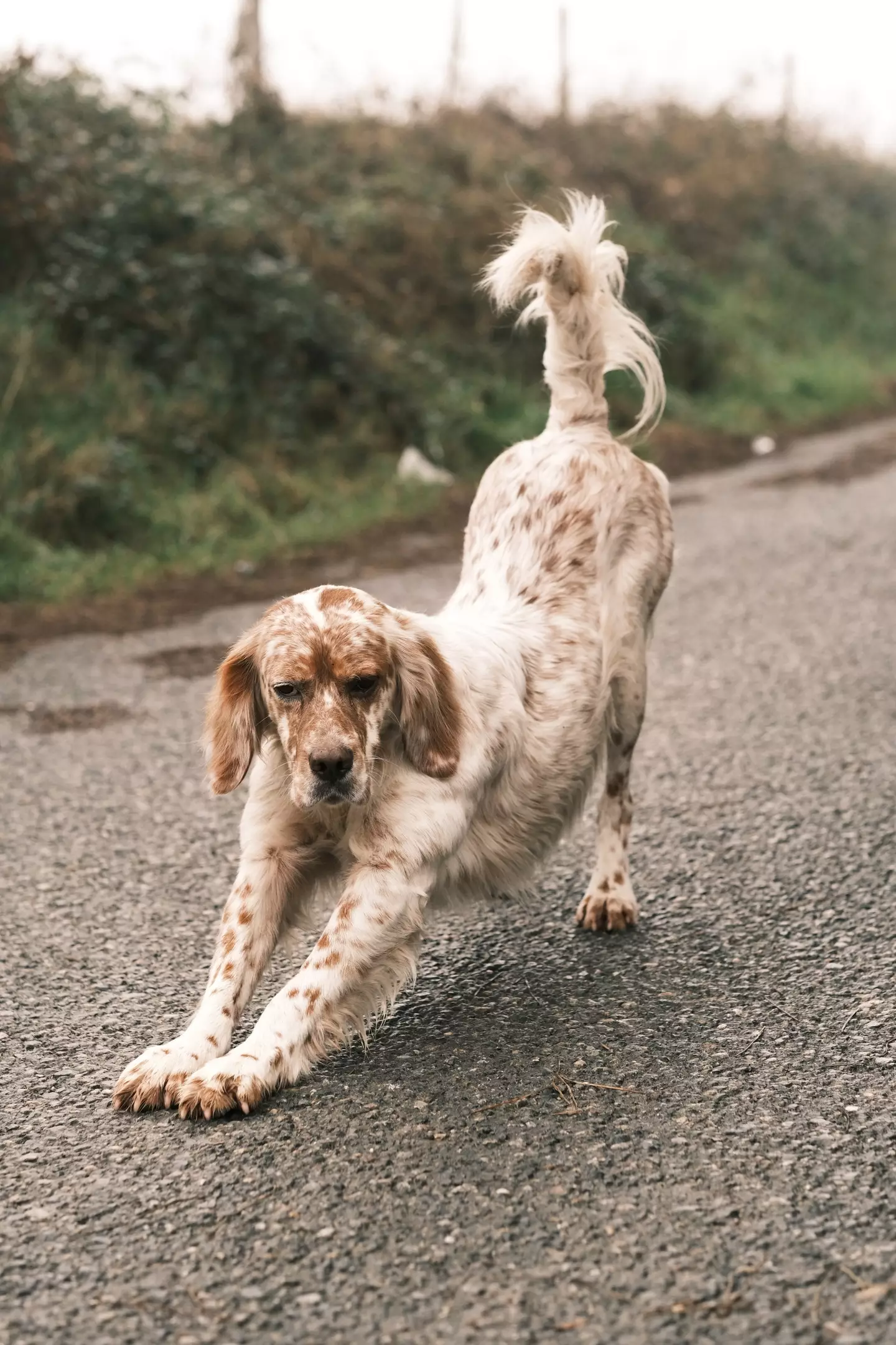 A pet owner has issued an urgent warning to others about the ‘big stretch’, whereby dogs stretch forwards in the ‘downward dog’-style yoga pose.