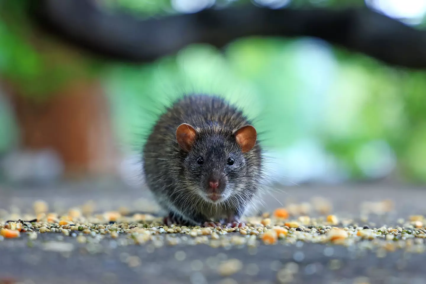 An official health warning has been issued (Vishal Bhatnagar/NurPhoto via Getty Images)