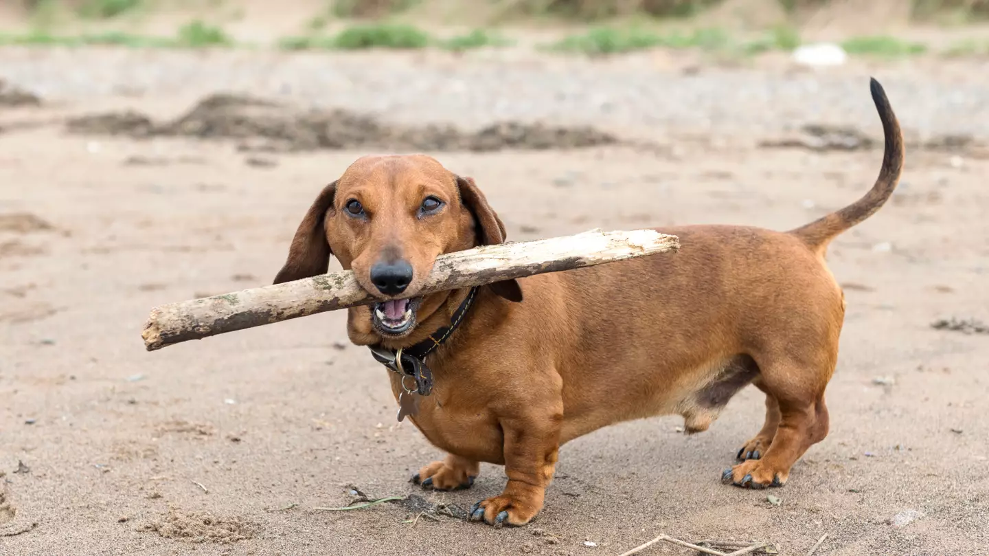 Vet reveals reason why you should never throw sticks for your dog