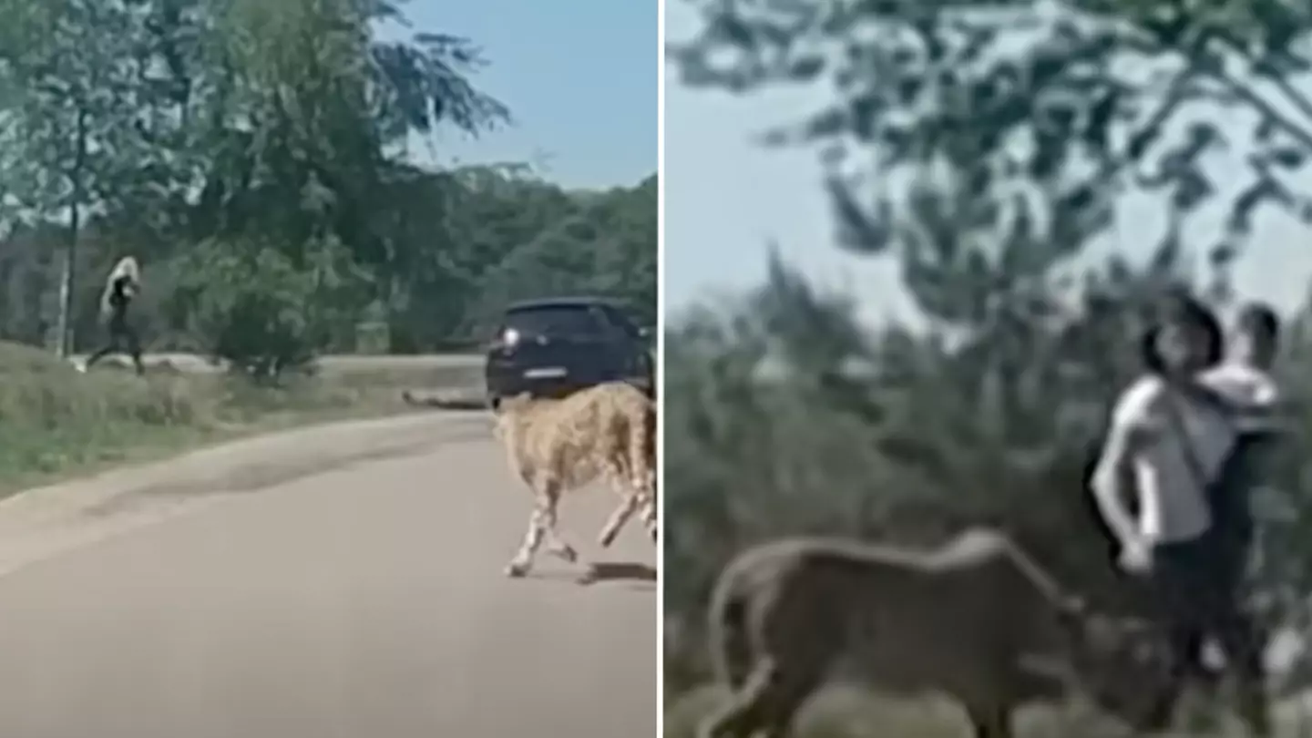 Terrifying footage shows moment cheetahs chase family down in safari park after they got out of their car