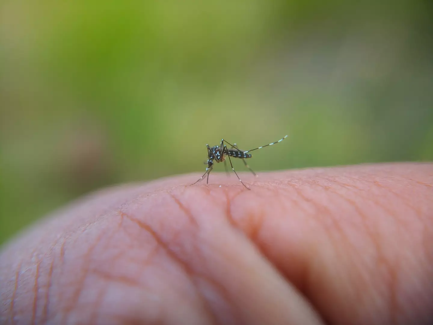 Type A are less susceptible to mosquito bites (Getty Stock Photo)