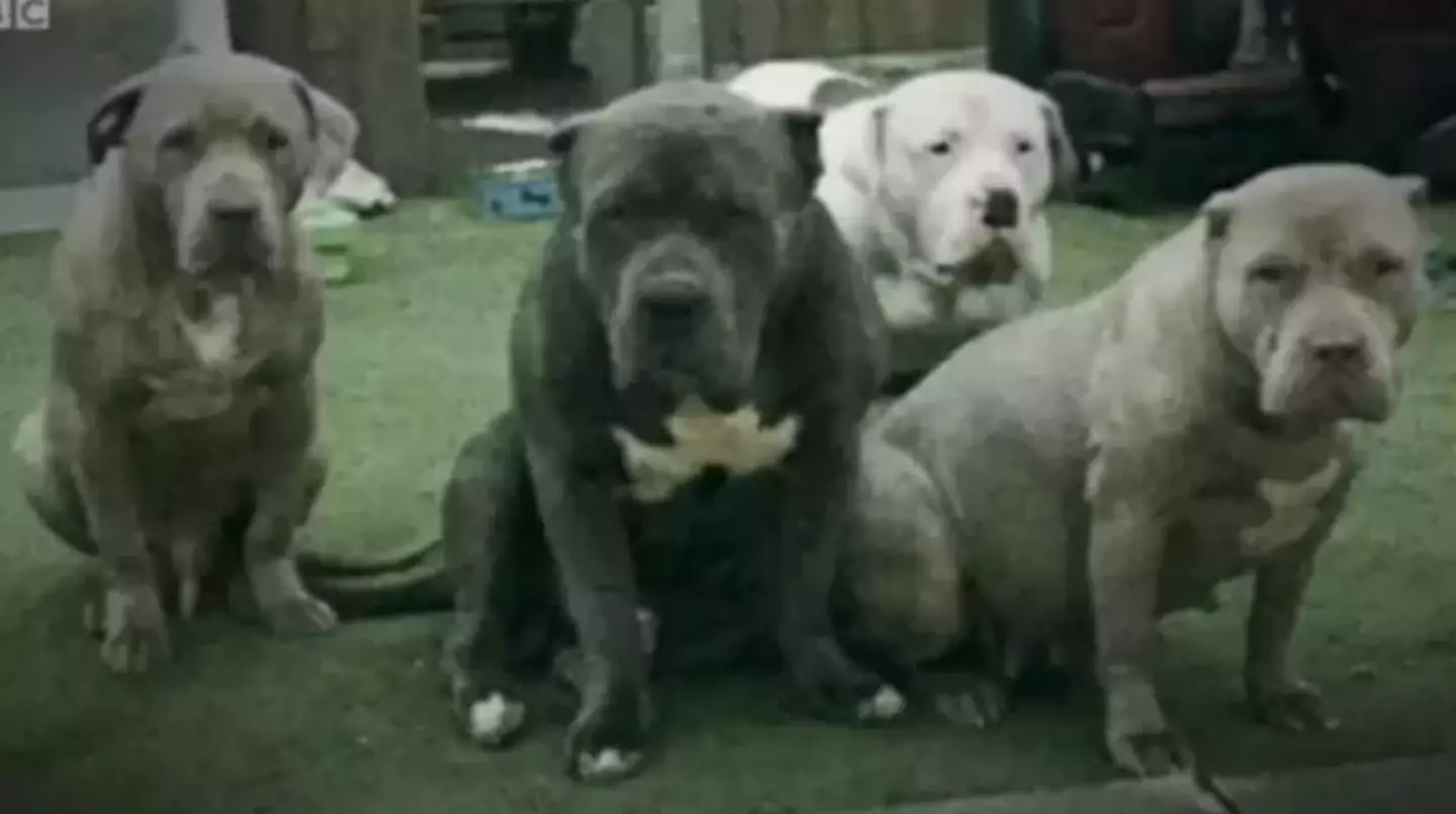 Four of the XL bullies were destroyed by police.