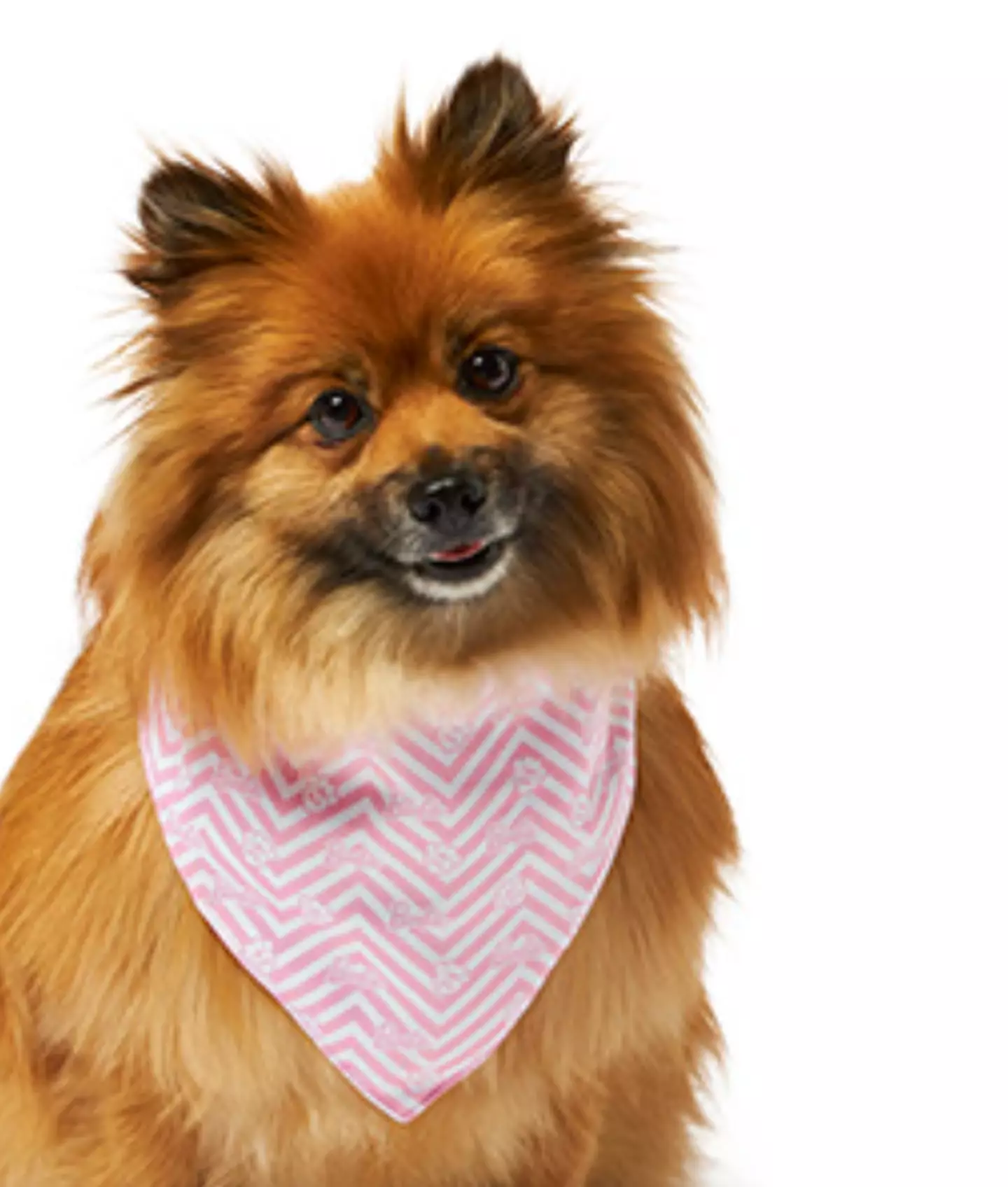 Pets at Home have launched a Barbie-inspired range.