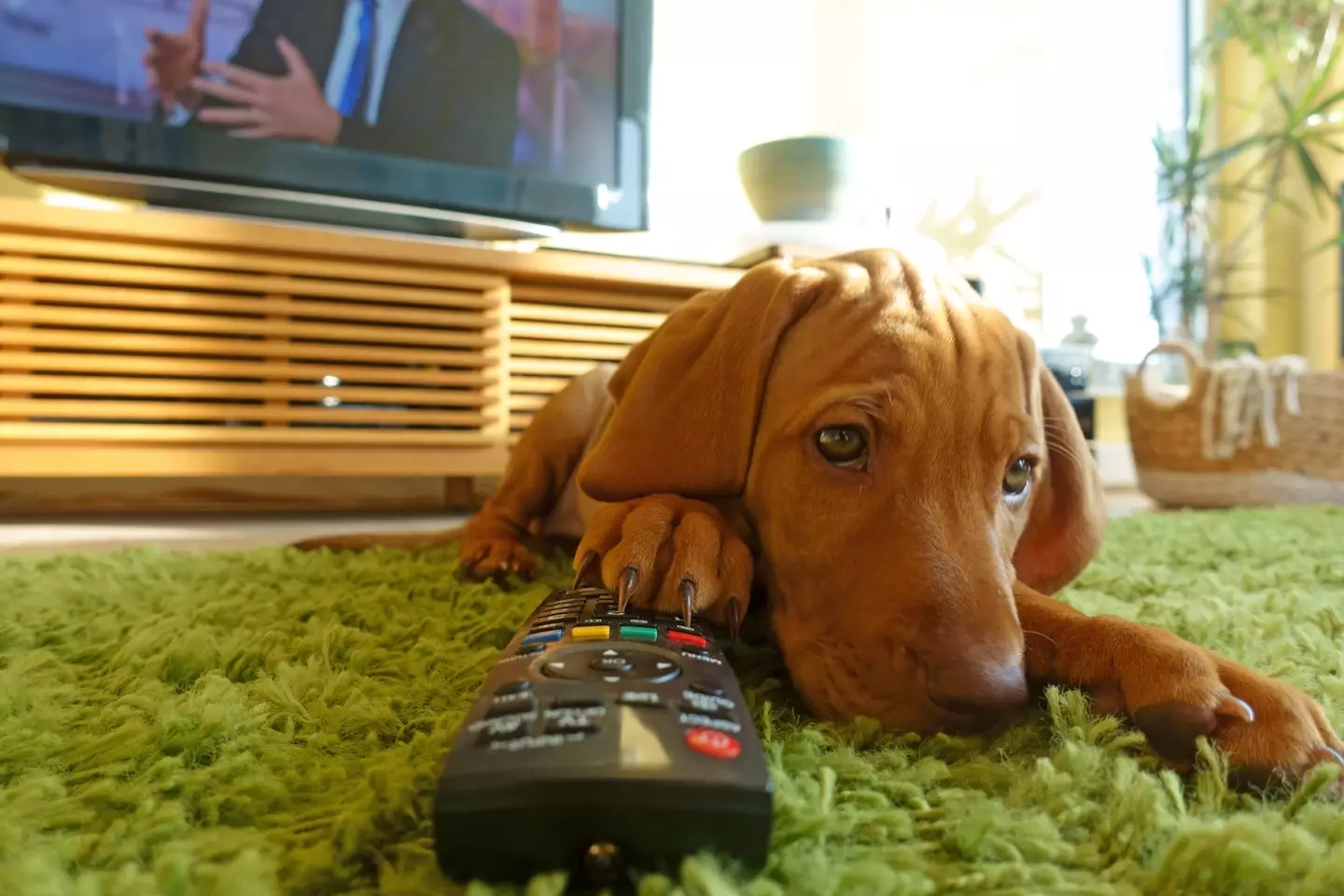 We might love Severance, but it turns out our dogs do not...(Getty Stock Image)