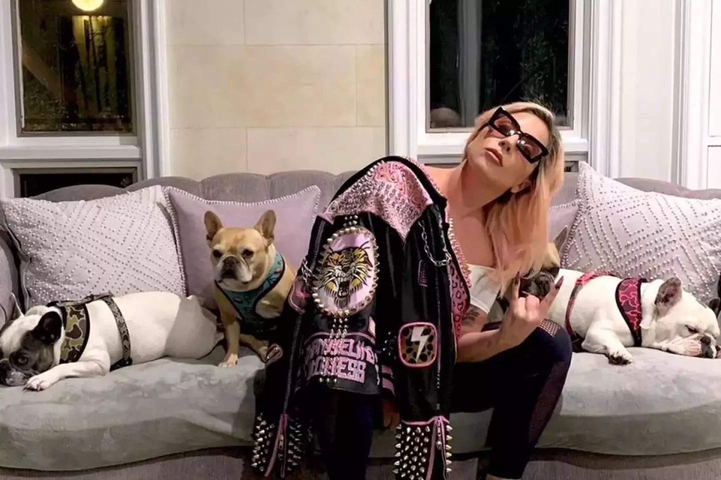 Lady Gaga and her dogs.