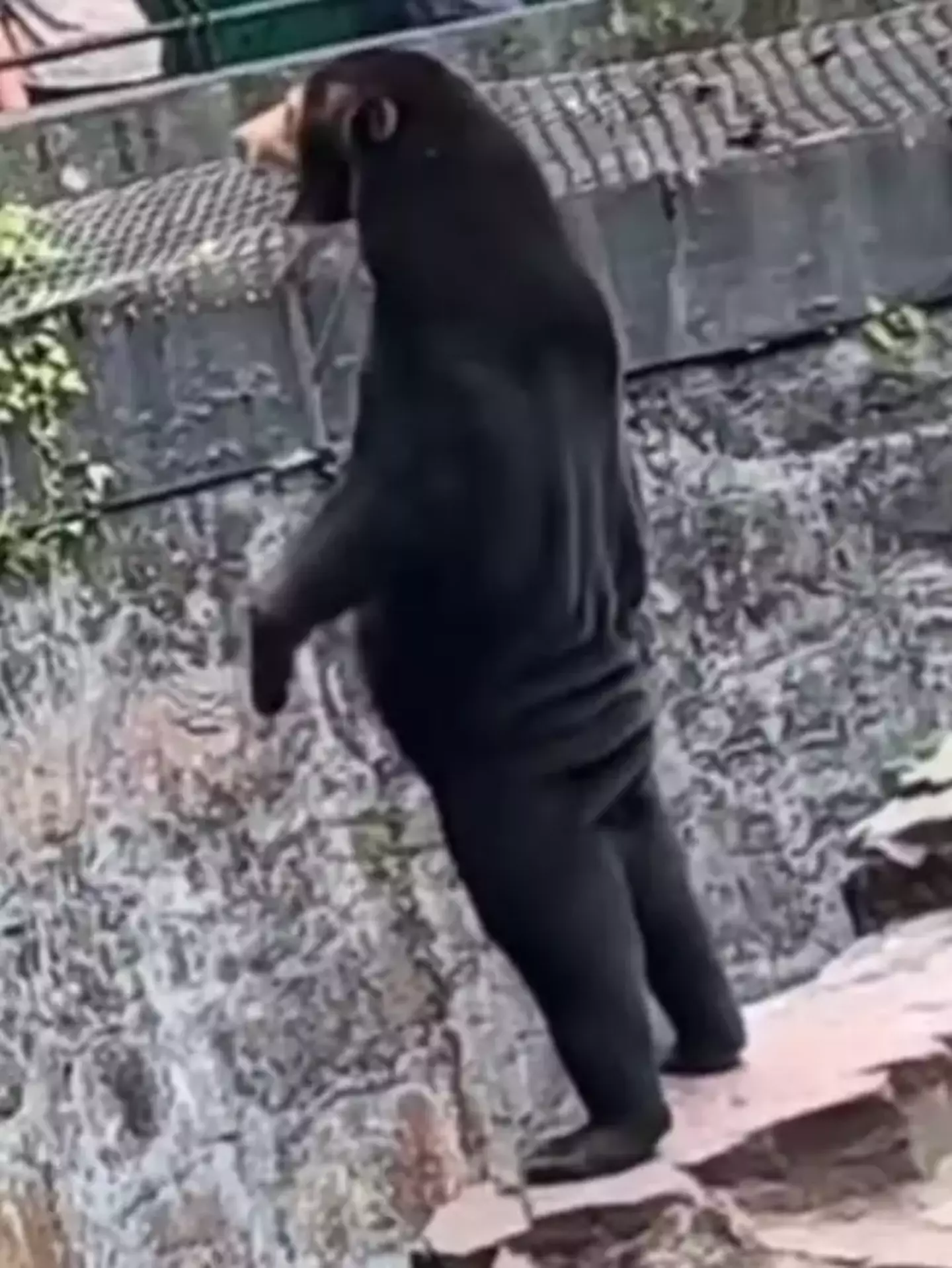 Un-bear-lievable right?