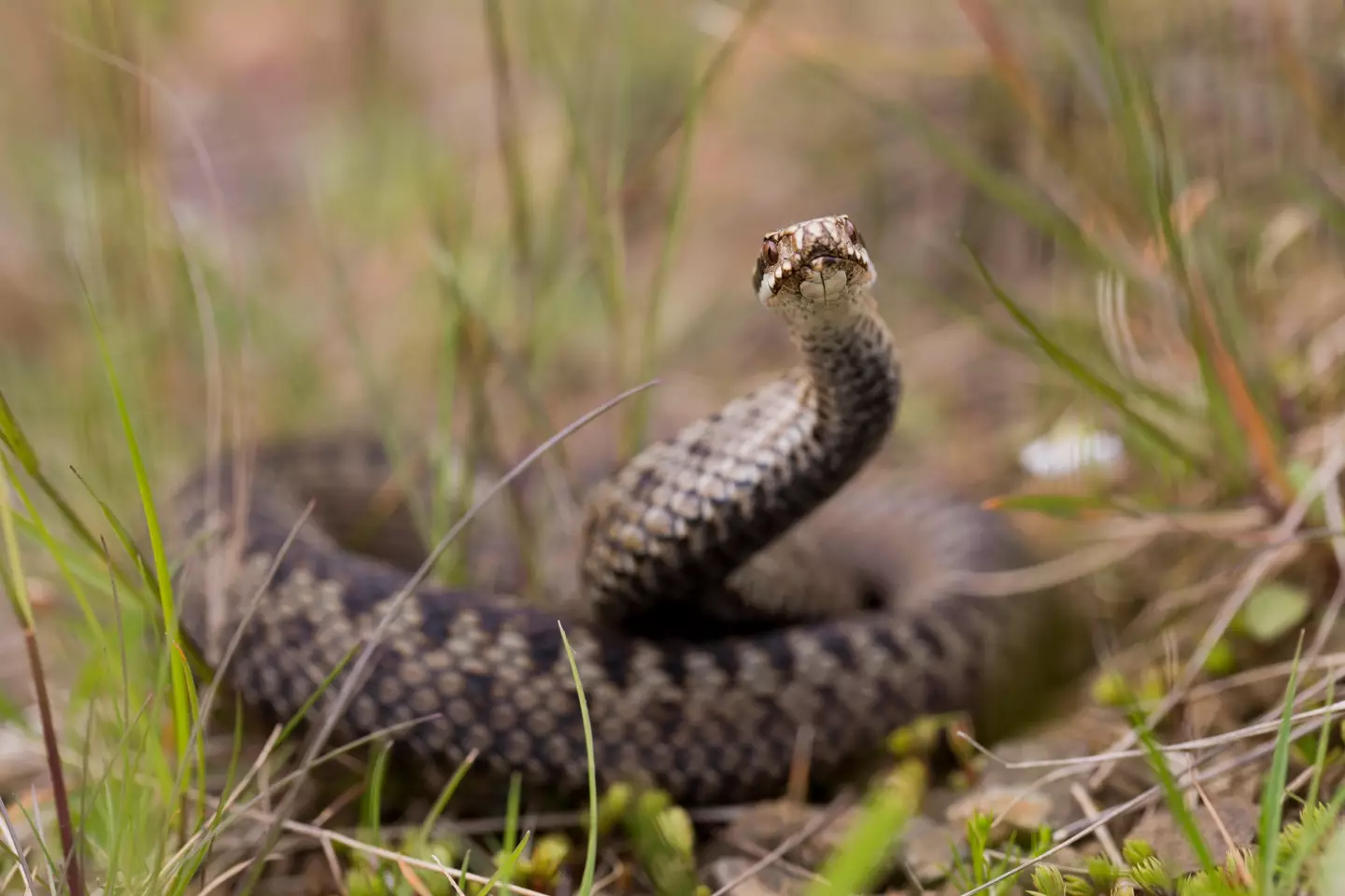 Many types of snake were found to have the sexual organ.