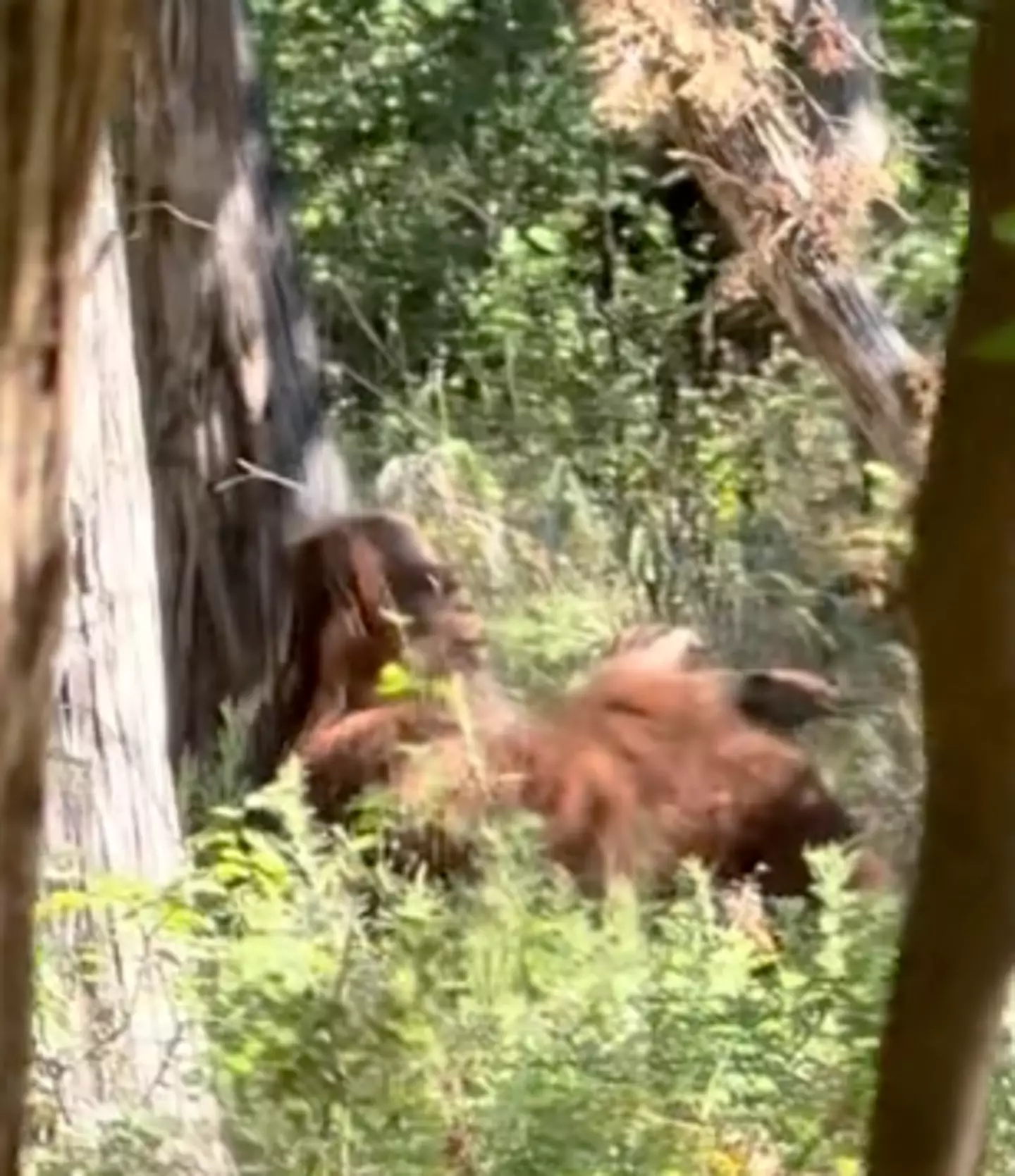 The figure was sitting under a tree (Tiktok/@e_man580)