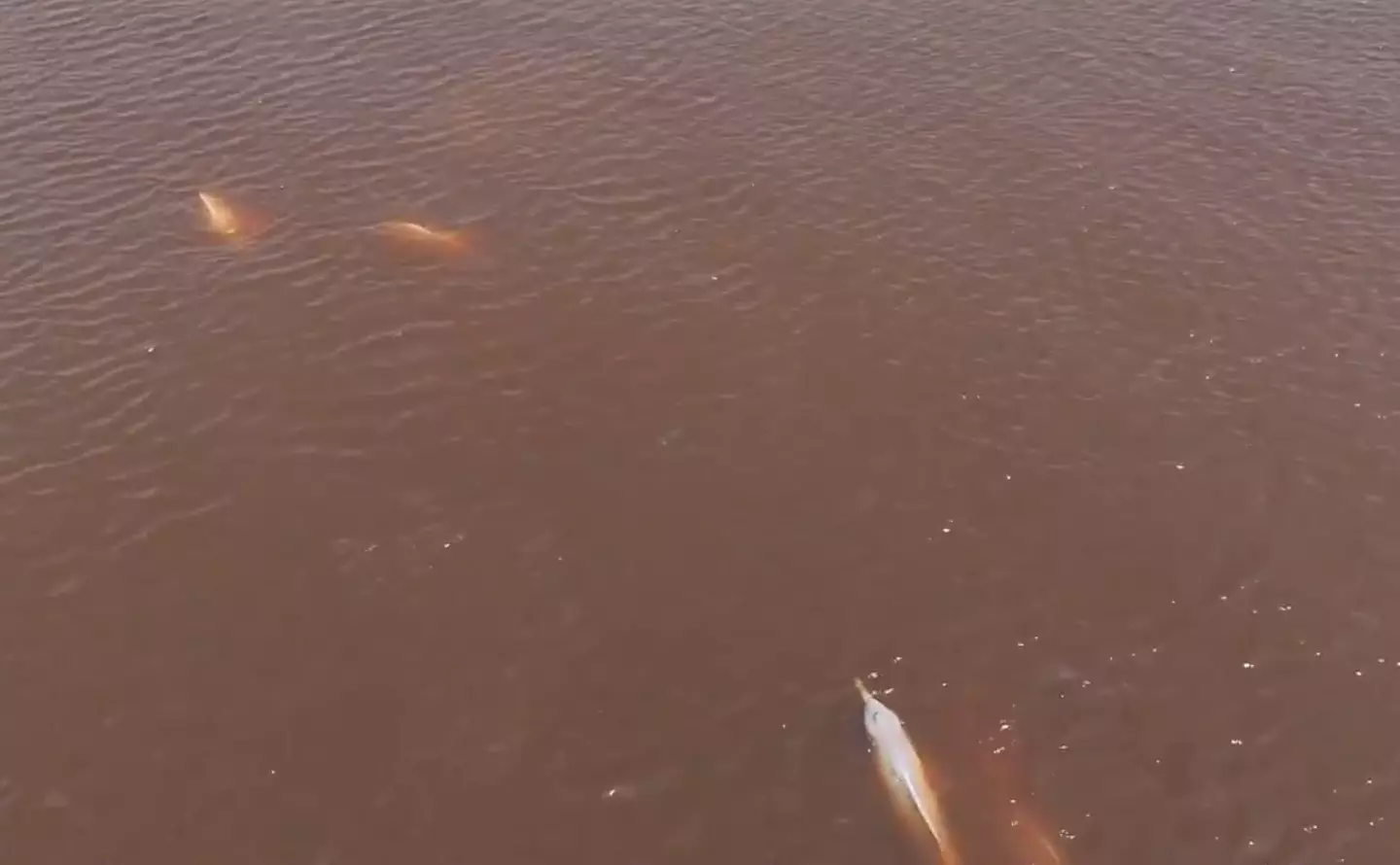 The behavior has baffled scientists (John Y. Wang/CetAsia Research Group/New Scientist)