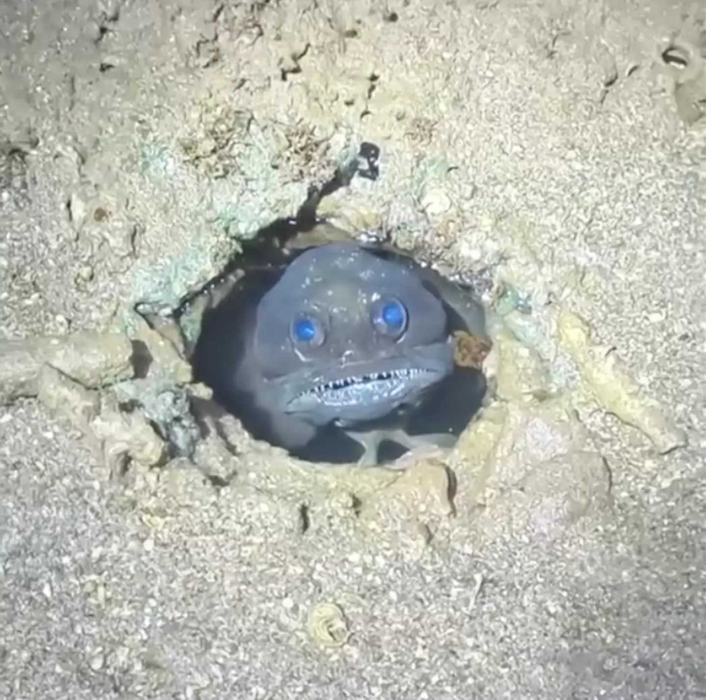 The fish was peeking out of a burrow. (Instagram/@wildtouring)