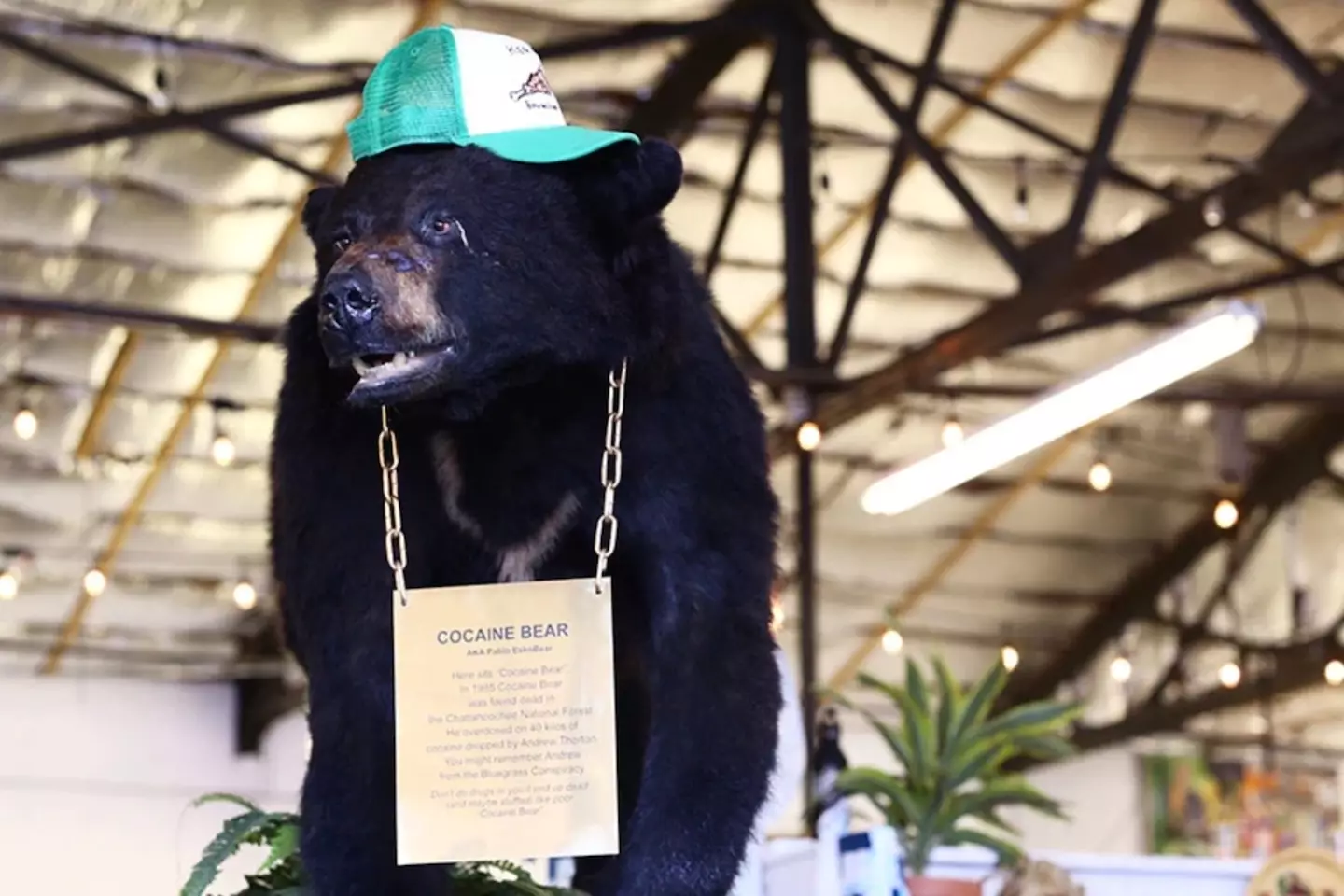 The Cocaine Bear really is an unbelievable story.