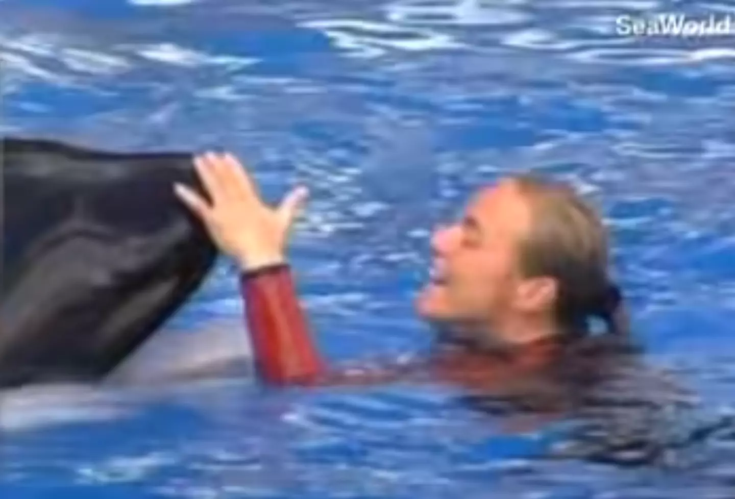 Dawn Brancheau worked as a trainer for 15 years (CNN)