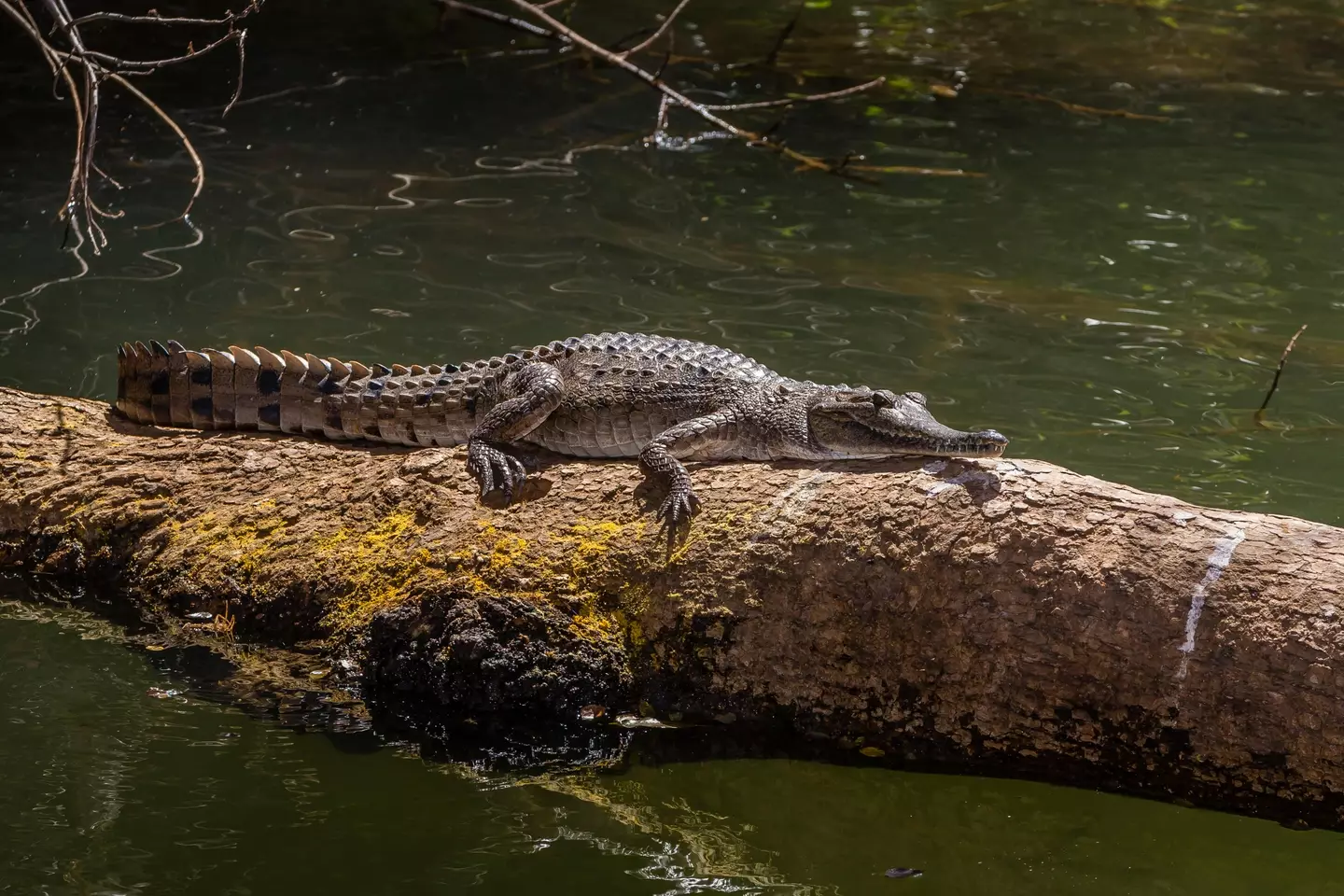 A freshwater crocodile in the Ord River, Kimberley.
