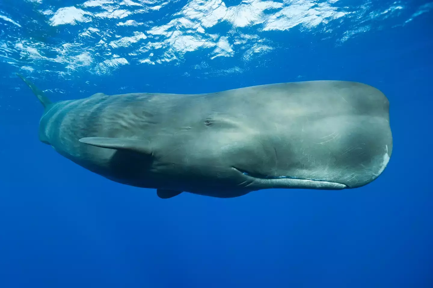 Sperm whales can dive as far as 2,000 meters. (Reinhard Dirscherl/Getty)
