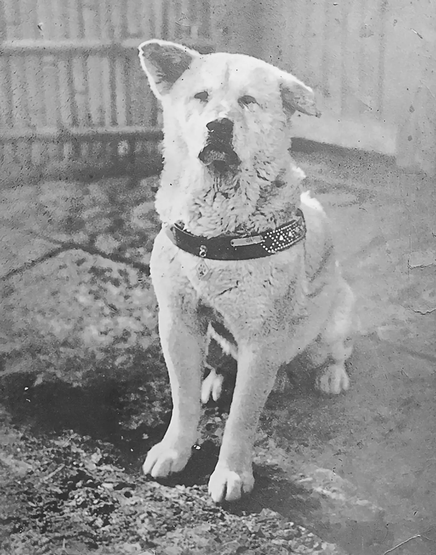 The movie is based on the story of Hachikō, pictured here around 1934 (Wiki commons)