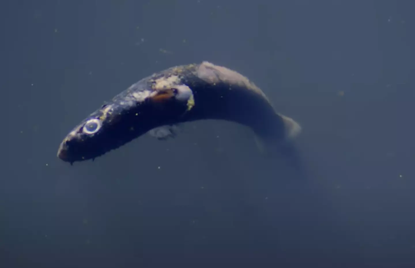 Many fish made the mistake of swimming into it (Ocean X/YouTube)