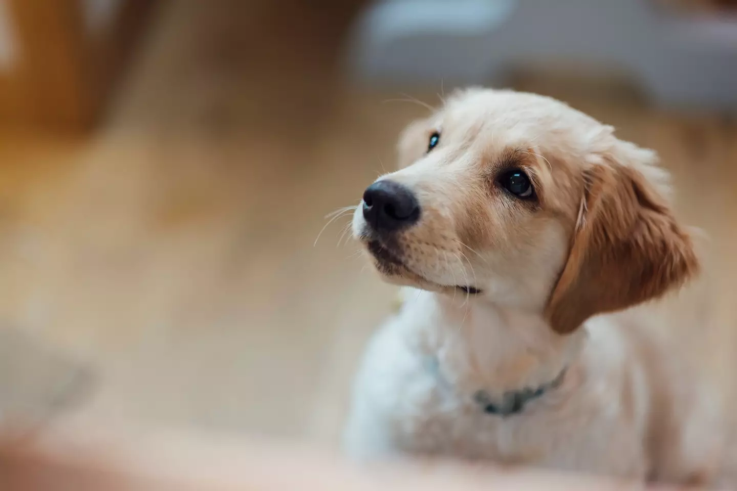 Ah, so cute... but how would he look without all that lovely fur? (Getty Stock Image)