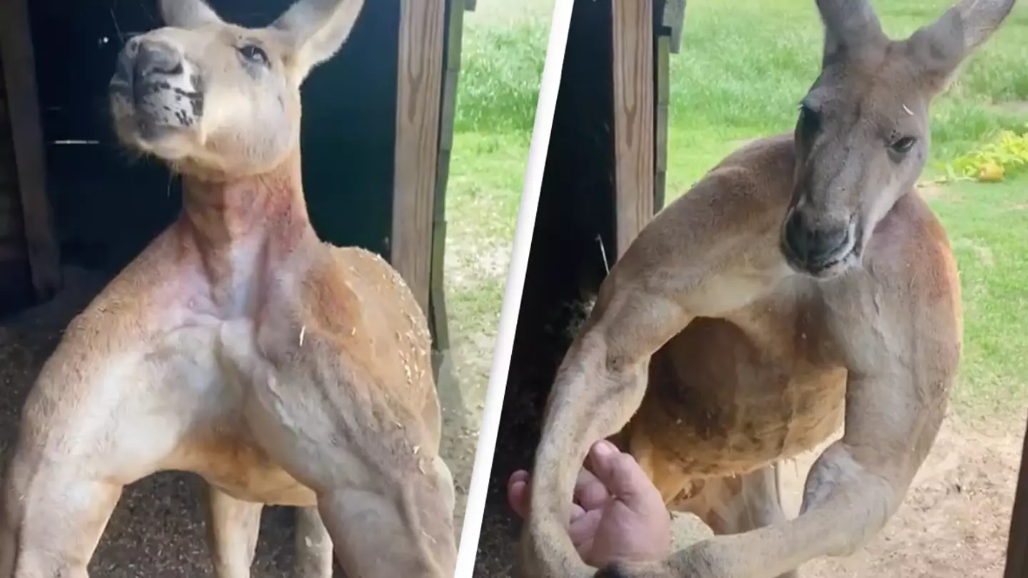 @jayprehistoricpets /TikTok