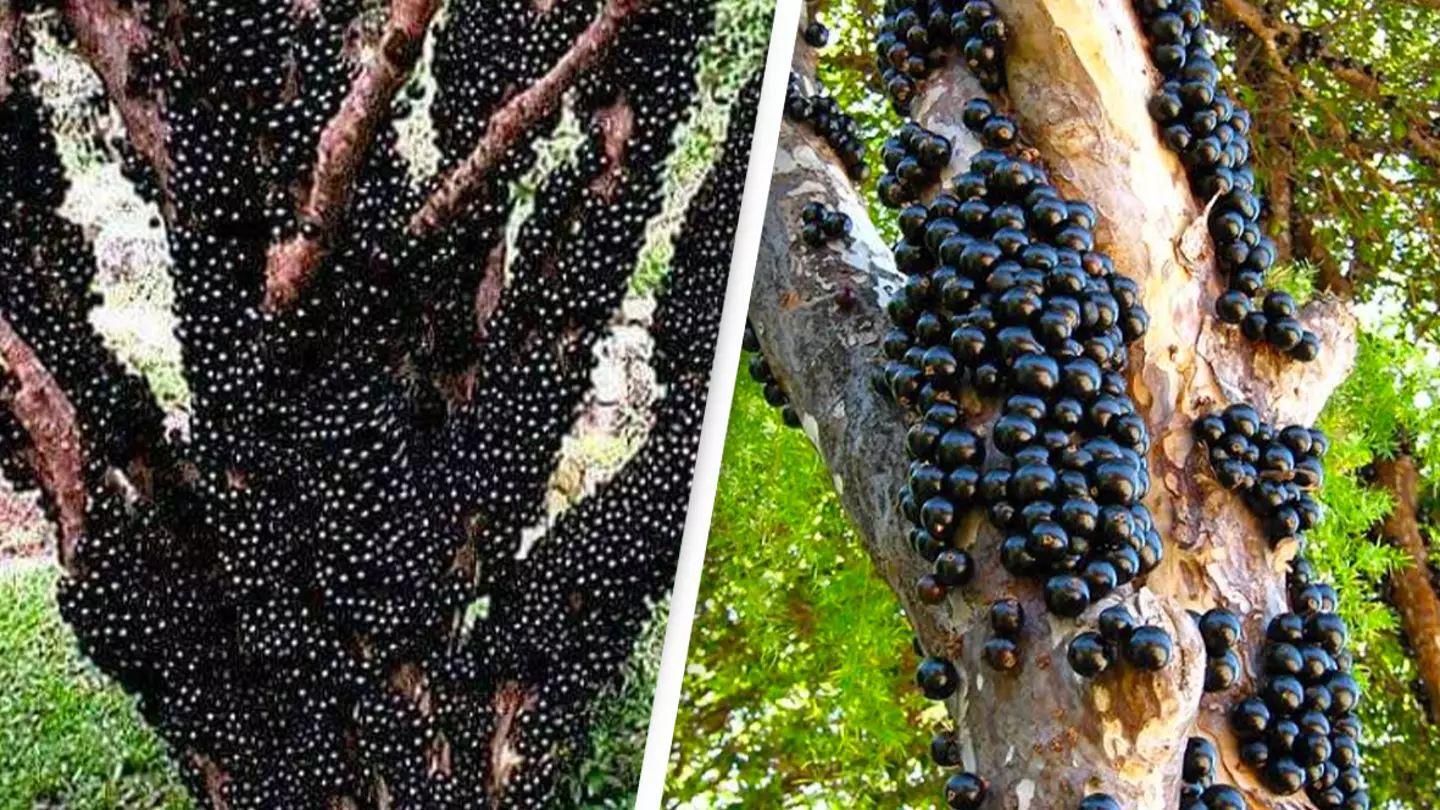 @nitinsangwan/Twitter