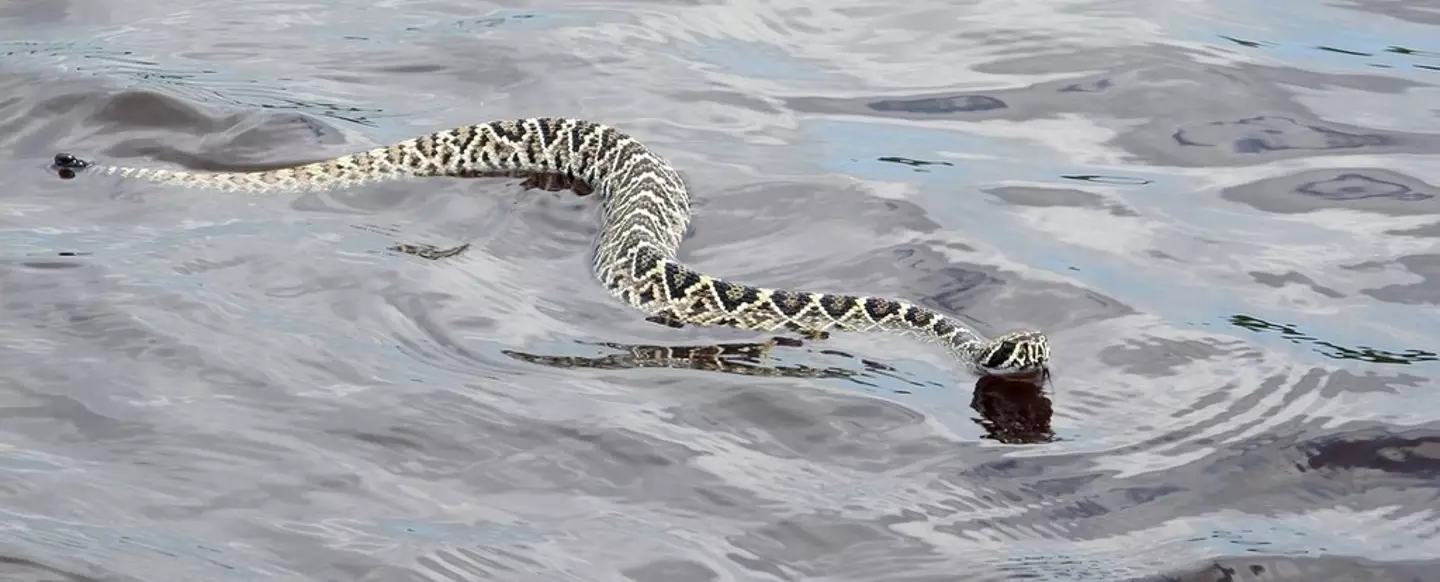An eastern diamondback rattlesnake is the largest rattlesnake in America.