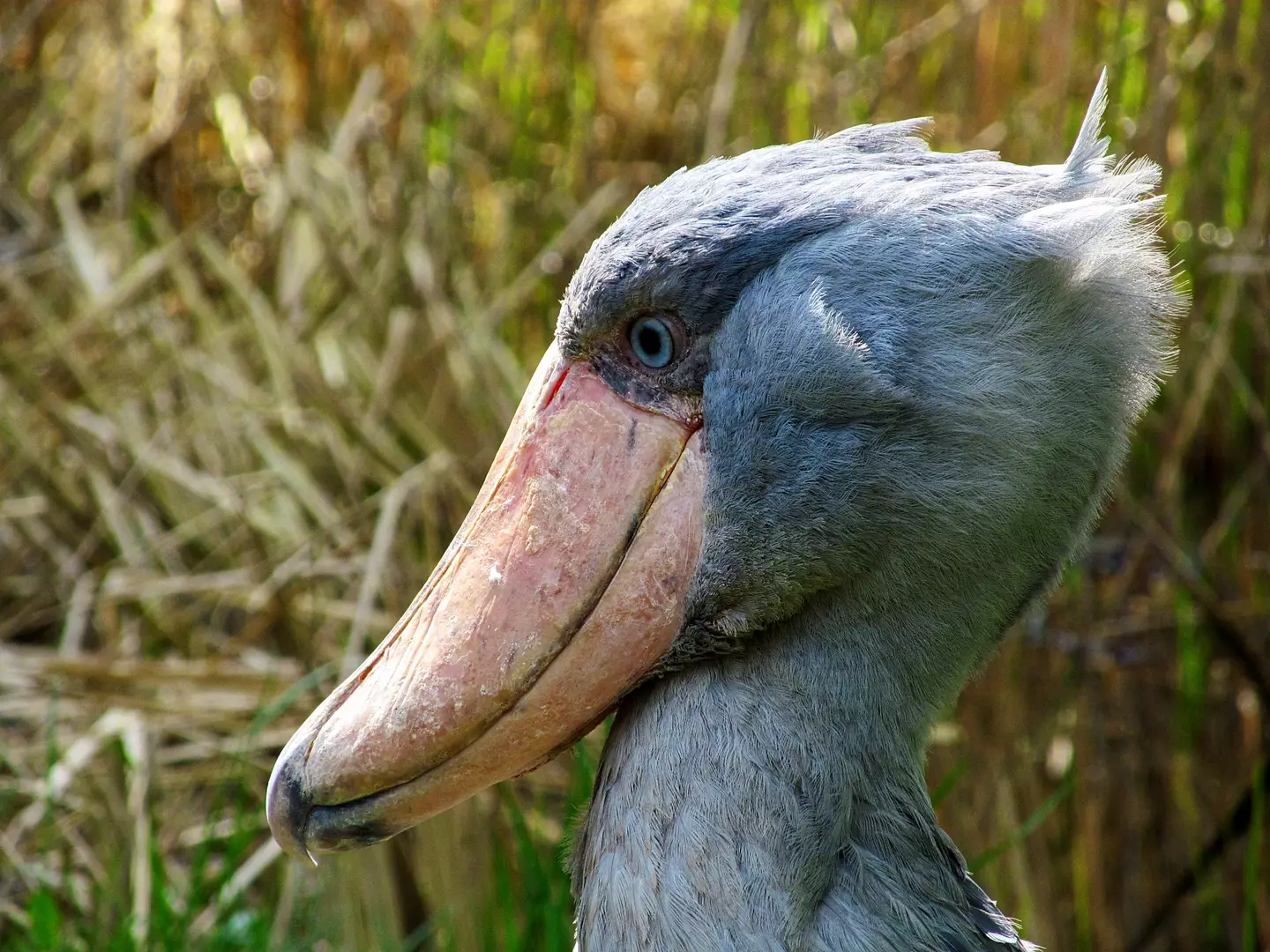 Shoebills are known for their ability to stand still.
