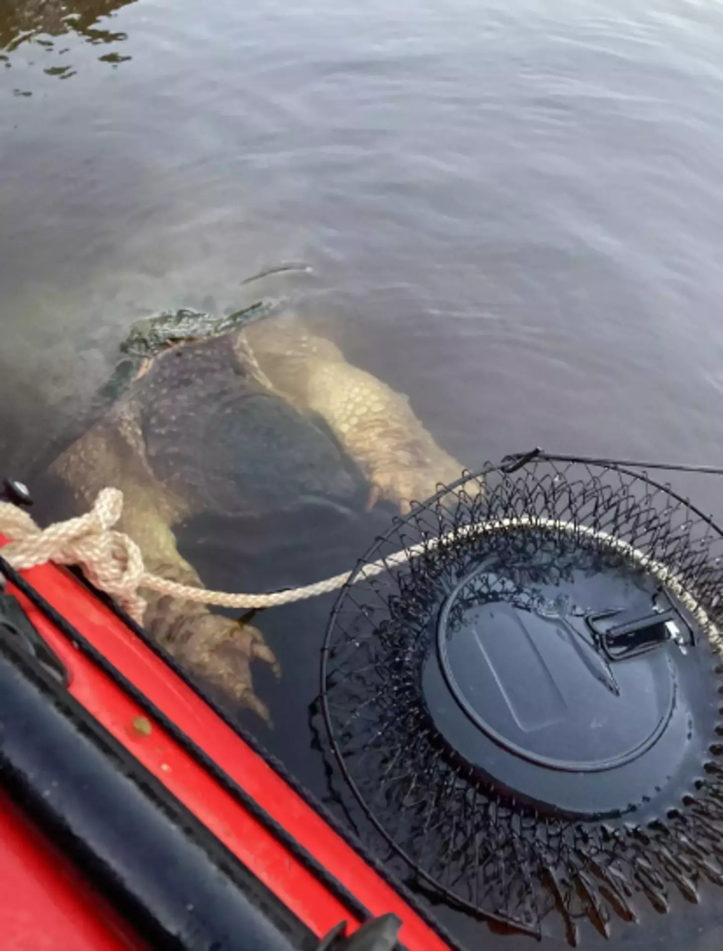 Shala admitted that she and her daughter were 'freaked' by the creature. Penn News